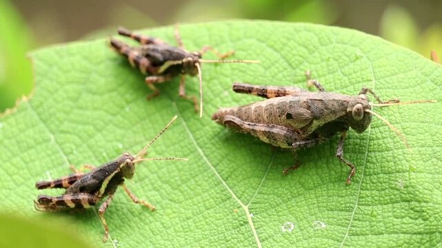 Three Grasshoppers on a Leaf