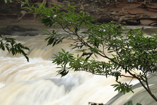 Turbulent Waters: A close-up view of a powerful waterfall, with frothy white water rushing over rocks, framed by lush green foliage and tree branches.