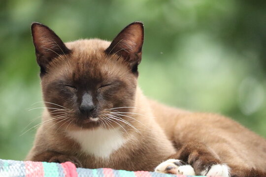 Siamese Cat Resting Outdoors: A beautiful Siamese cat with closed eyes rests peacefully on a striped blanket, its brown fur blending with the lush green foliage in the background.