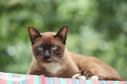 Siamese Cat Portrait: A striking Siamese cat with piercing blue eyes and a sleek brown coat reclines serenely, its gaze fixed forward.