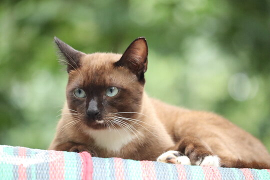 Siamese Cat Portrait: A stunning Siamese cat with striking blue eyes and a distinctive coat is captured in a regal pose, its gaze fixed forward with an air of calm confidence, set against a soft.