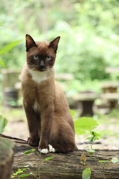 Siamese Cat Poses on a Log: A stunning Siamese cat with striking blue eyes and a distinctive point coloration sits regally on a weathered wooden log, surrounded by a lush, green, natural environment.
