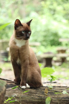 Siamese Cat Outdoor Portrait: A striking Siamese cat with piercing blue eyes and rich brown fur sits regally on a moss-covered log amidst a lush, green outdoor setting.