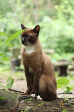Siamese Cat in Lush Garden: A beautiful brown Siamese cat with striking blue eyes sits perched on a fallen log in a verdant garden, surrounded by greenery and soft daylight.