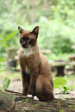 Siamese Cat in Nature: A beautiful Siamese cat with striking blue eyes and distinctive brown points sits alertly on a fallen log, amidst a lush, green, natural setting.