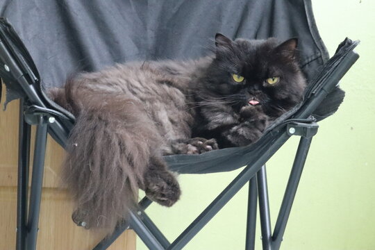 Fluffy black cat lounging in a chair.