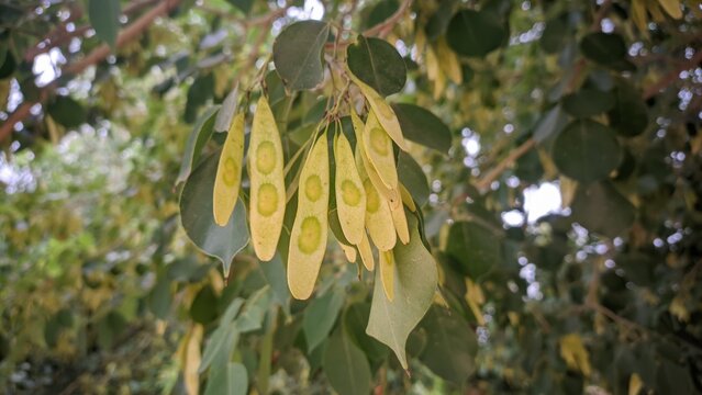 Indian rosewood tree seed pods hanging from branch with green leaves close up shot for forestry and botany concept