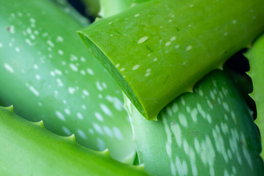 fresh green aloe vera leaves natural organic ingredient for skincare and herbal medicine