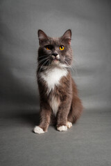 Gray cat sits alert on gray surface. White chest contrasts with dark fur. Eyes glow amber under studio light. Soft background emphasizes feline presence © jayed