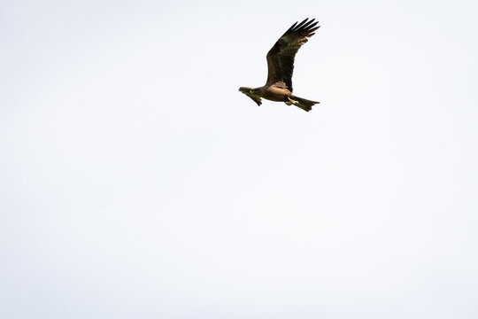 Raptor glides across a bright overcast sky with angled wings and focused posture minimalist framing offers copy space while conveying height watchful behavior and effortless motion