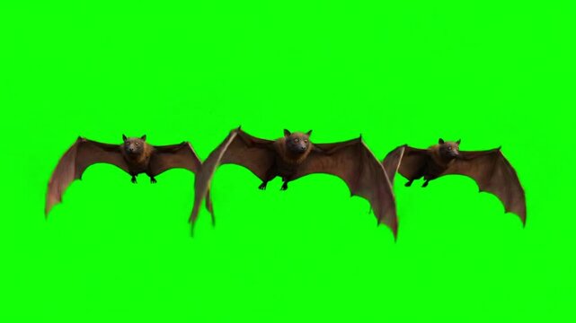 Three bats flying in a group on a green screen background