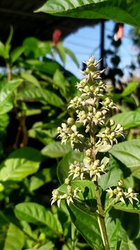 flower of a tropical plant
