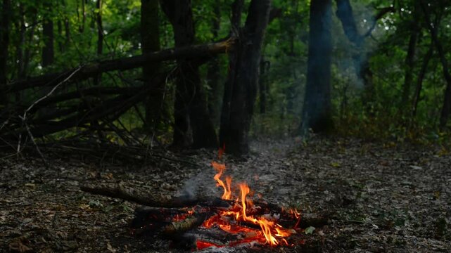Seamless loop of a vibrant campfire burning in a wild forest. Seamless background loop of a vibrant campfire burning actively with forest trees and green foliage in the background, capturing 