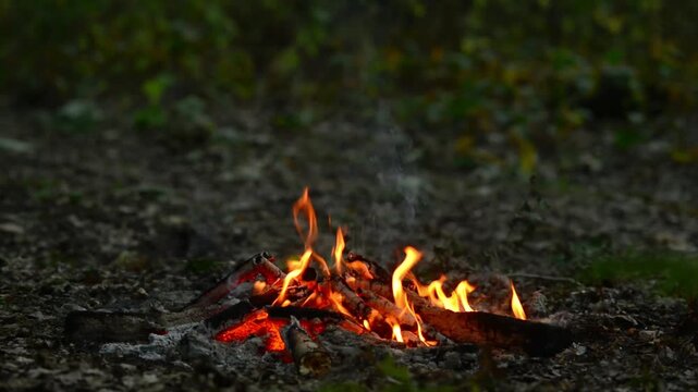 Seamless loop of a small campfire in a wild green forest. Seamless background loop of a small campfire burning peacefully in a wild green forest setting, designed for continuous media playback.