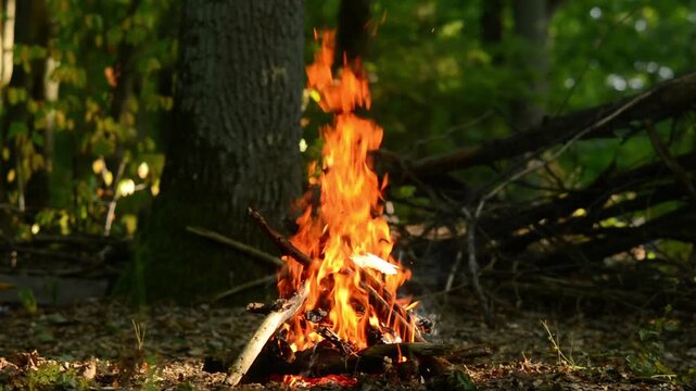 Seamless loop of bright vibrant campfire flames in a forest. Seamless video loop capturing bright and vibrant campfire flames dancing in the middle of a green forest, ideal for continuous video