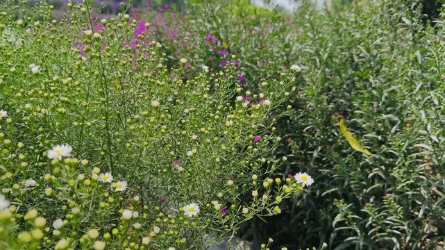 green bushes and white peack aster flowers