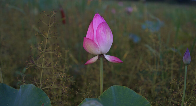 A lotus flower, still in bud, growing and ready to bloom in a neglected farmer's field overgrown with weeds.