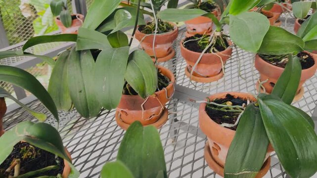 Pots of orchid collection in the garden