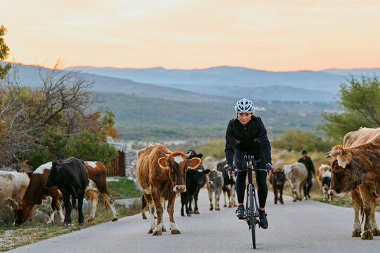 Female Cyclist Riding Through Herd of Cows on Rural Road at Sunrise With Mountains