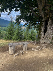 Rustic wooden bench stands under an old tree with roots and mountain forest view, creating peaceful hiking rest, nature retreat and countryside scenery. © Aksver