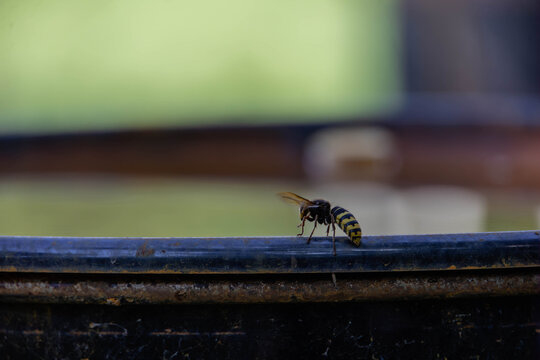 European hornet walking on metal edge, macro side view of wasp in profile