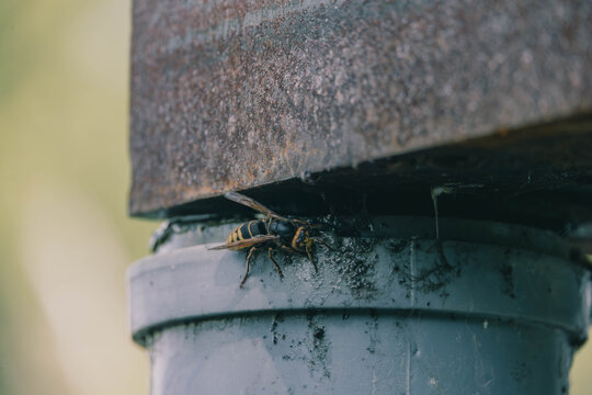 Wasp crawling near rusty metal structure, macro shot of European hornet looking forward