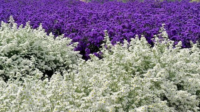 field of white and lavender aster flowers