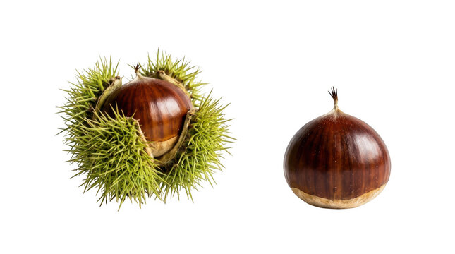 Fresh chestnuts in spiky burr and single peeled chestnut isolated on transparent background