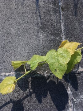 The trailing cucumber leaves are affected by a disease caused by spider mites. The leaves are turning yellow and look unhealthy.