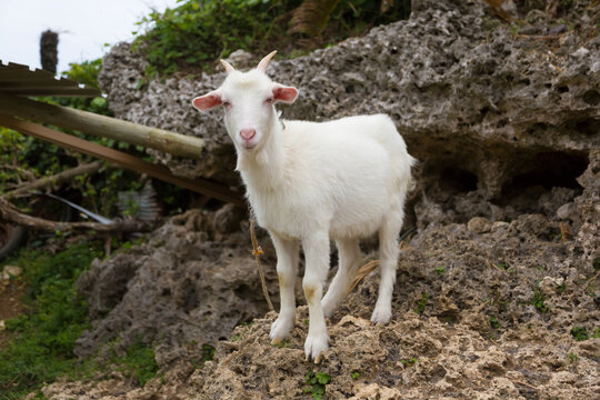 A goat on the rocky slopes of a Southern island in Japan.