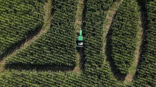 Aerial View of Tractor Trimming Paths in a Corn Maze at an Italian Agritourism Farm