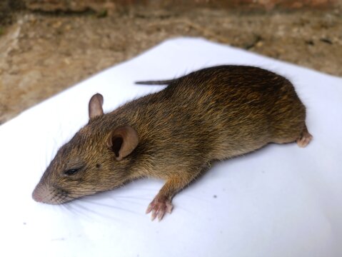 Dead rat lying on white surface for pest control or scientific study