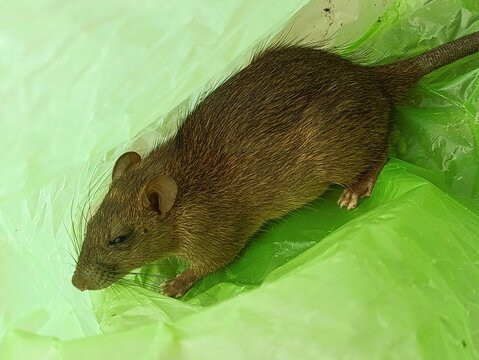 Dead rat lying on green plastic surface for disposal or pest control