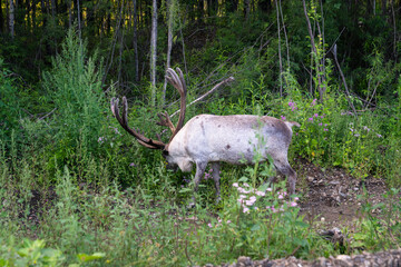 Reindeer standing in forest vegetation with large antlers, surrounded by grasses and wildflowers © Mikhail Mishchenko