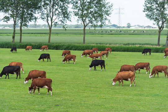 lots of cows in a meadow