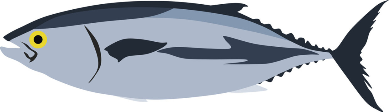 クロマグロのイラスト