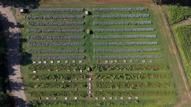 Flower Field Picnic Tables at an Italian Agritourism Farm