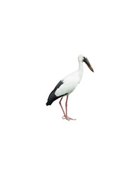 Fototapeta premium Asian Openbill isolated on transparent background