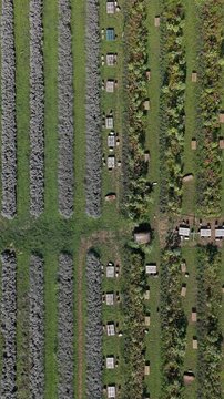 Aerial View of Countryside Picnic Area with Tables Between Rows of Flowers, Italy, Lombardy