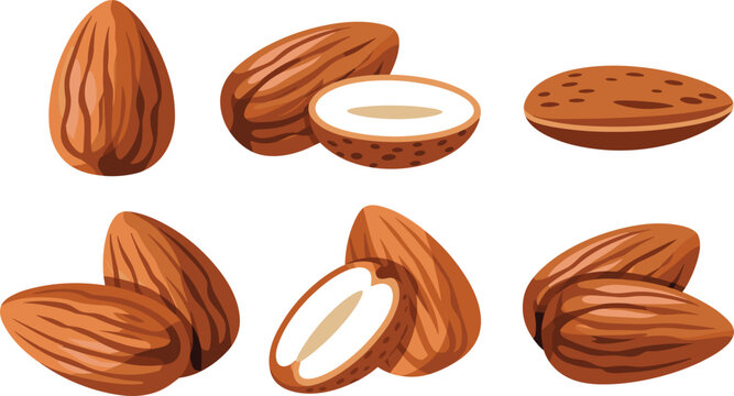 Raw and half-cut almonds vector set featuring organic nuts almond seeds and detailed shell textures