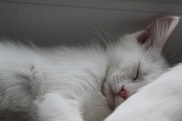White kitten relax, very cute pet © Keya