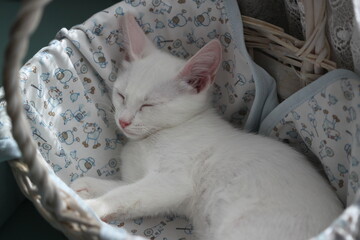 Cute cat relax, very beautiful kitten © Keya