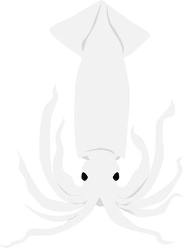 イカのイラスト