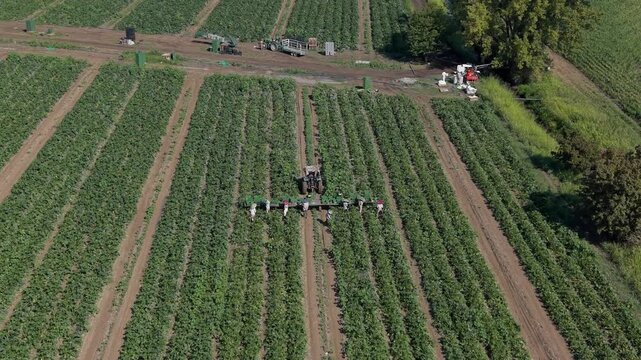 Farm Workers Harvesting Zucchini and Loading Crates onto a Tractor &ndash; Aerial View, Italy
