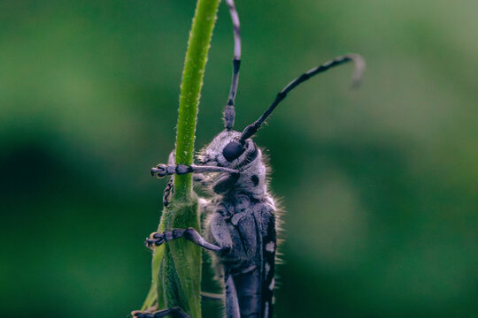 Extreme Macro Portrait of Longhorn Beetle (Saperda scalaris)
