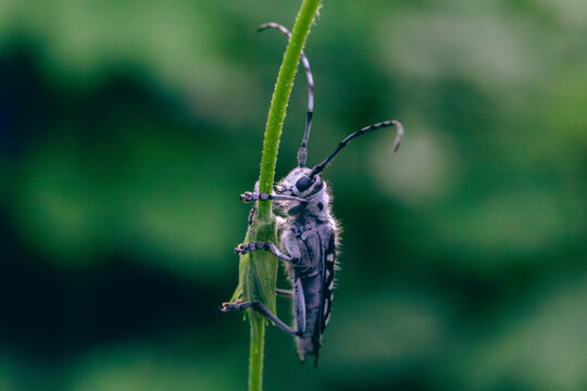Longhorn Beetle (Saperda scalaris) Climbing Green Plant Stem