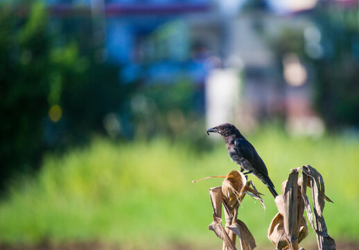 bird eating a bug