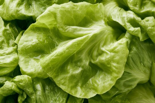 Fresh lettuce leaves arranged closely together in a display of vibrant colors and textures