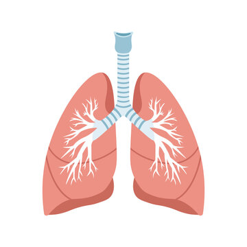 Human lungs anatomy illustration with bronchial tree