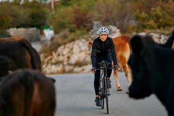 Fototapeta premium Woman Cyclist Riding Road Bike Through Cattle on Rural Country Road at Sunrise